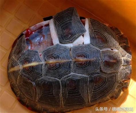 八字 紅艷 烏龜為什麼長壽